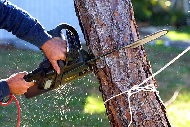 Best Emergency Tree Removal  in Port Barrington, IL